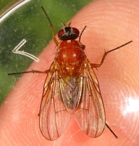Thricops diaphanus
